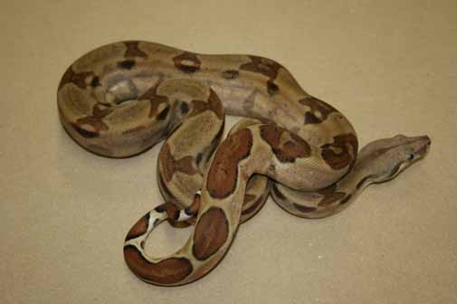 Boa Constrictor